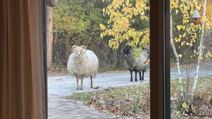 Rams on the run: Two sheep run wild, spotted in Mequon and Grafton