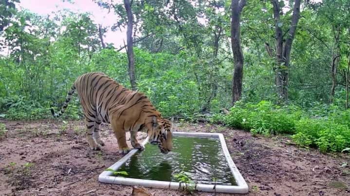 Tiger zinda hai: Big cat returns to Gujarat forest after 32 years