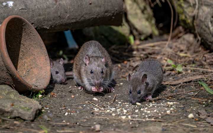 Too many rats? Birth control is one city's answer