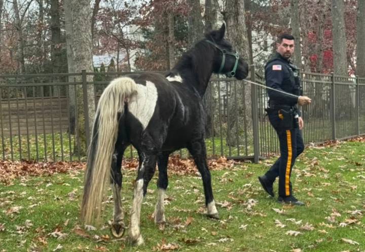 NJ police chase down runaway horse they named 'Seabiscuit'