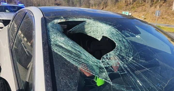 Motorist in North Carolina tells 911: 'I just had a bald eagle drop a cat through my windshield'