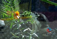 Abandonan animales domésticos en el Parque Morelos