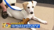 Smidge the shelter pup steals hearts for ABC7's 'Forever Home Friday'