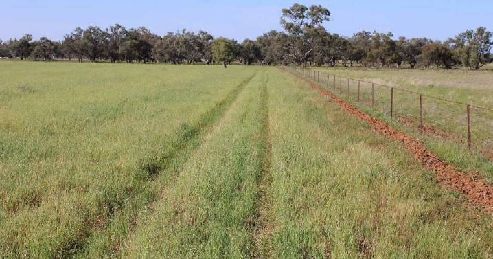 Central West NSW property Tullarook for sale in Dandaloo district