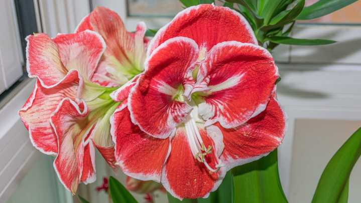 Grow Amaryllis Bulbs Indoors The Mess-Free Way With This Tip