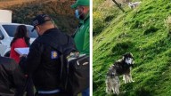 ¡Crueldad sin límites! Autoridades rescatan perros maltratados en presunto criadero ilegal de Bogotá