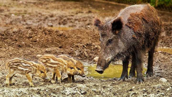 El Govern organiza la captura de posibles jabalíes con peste porcina en Collserola, Barcelona