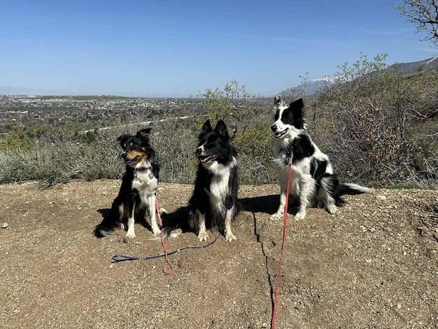 Layton residents advocate for off-leash dog park; city identifies potential site