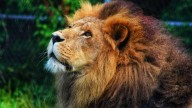 Azizi, beloved lion at Moncton zoo, remembered as gentle prankster