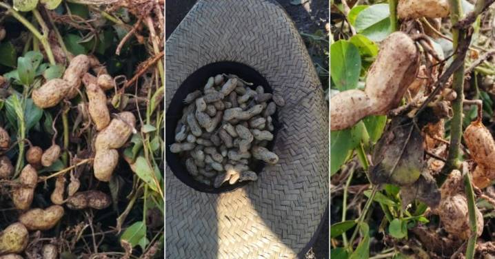 El cacahuate, un cultivo que florece bajo tierra en Bacoachi