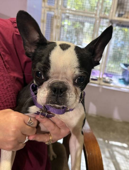 Pet of the Week: Boston Terrier needs home