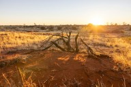 Why Jane Harper’s ‘outback noir’ novels make for comfortable 