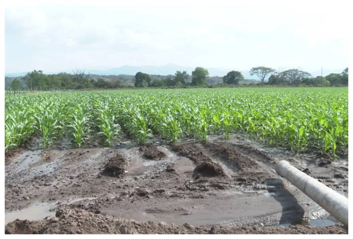 Crece infraestructura hidroagrícola en campo de Puerto Vallarta; octava etapa de riego