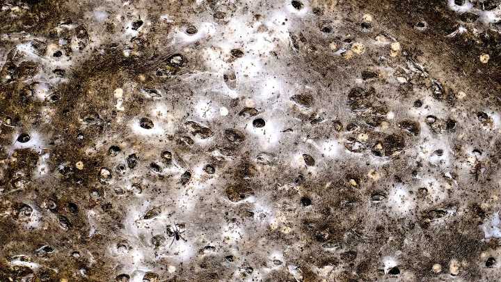 Arachnid super-web reveals the surprising 'constant party' life of cohabiting spiders