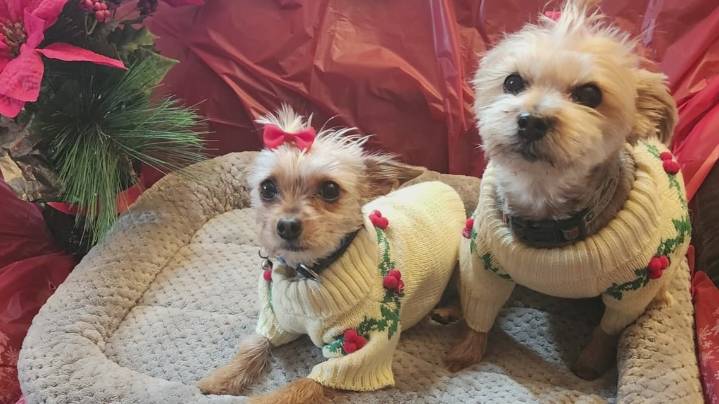 2 dogs killed, woman injured in North Linden dog attack