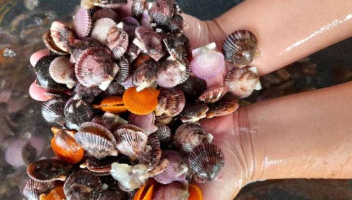 Gobierno declara el primer domingo de octubre como Día Nacional de la Concha de Abanico