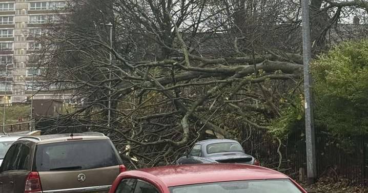 Tree in Stoke-on-Trent park comes crashing down onto road