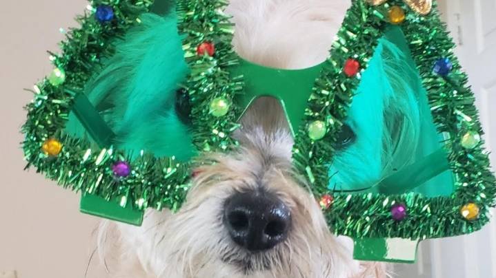 Arizona pets decked out for the holidays