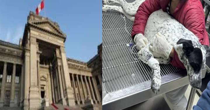 Corte Suprema confirma fallo que prohíbe la eutanasia de animales sin diagnóstico previo