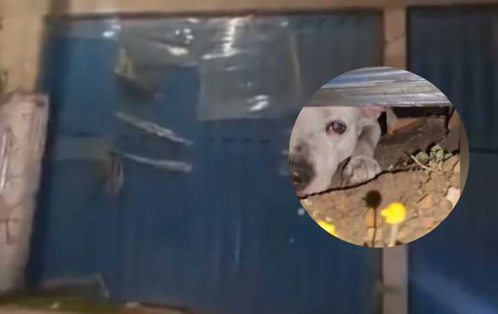 Perrito al parecer lleva 5 meses encerrado en una construcción