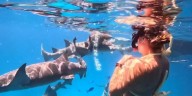 El increíble video de una figura del tenis nadando entre tiburones que recorre el mundo: “Un día más en la vida”