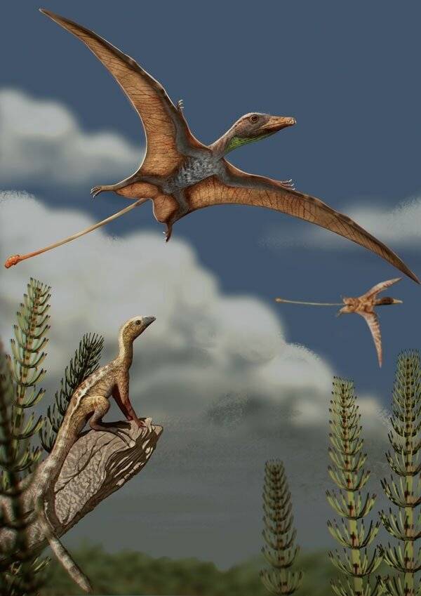 Los primeros vertebrados capaces de alzar el vuelo y las aves experimentaron una evolución cerebral distinta