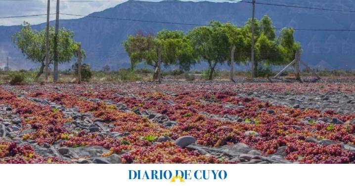 Gobierno no descarta créditos para reconversión vitivinícola, pero le da prioridad al riego