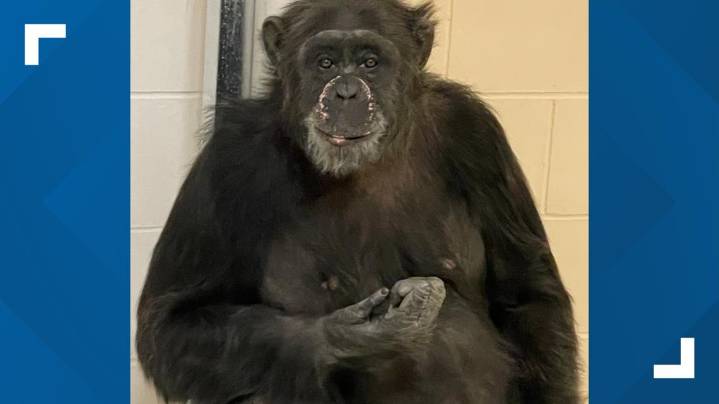 Chimpanzee returned to exhibit after escape at Indianapolis Zoo