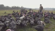 At Wholesome Valley Farm in Holmes County, locally raised turkeys take center stage