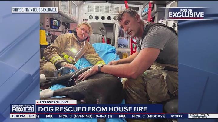Florida pup stuck in bedroom during house fire, rescued