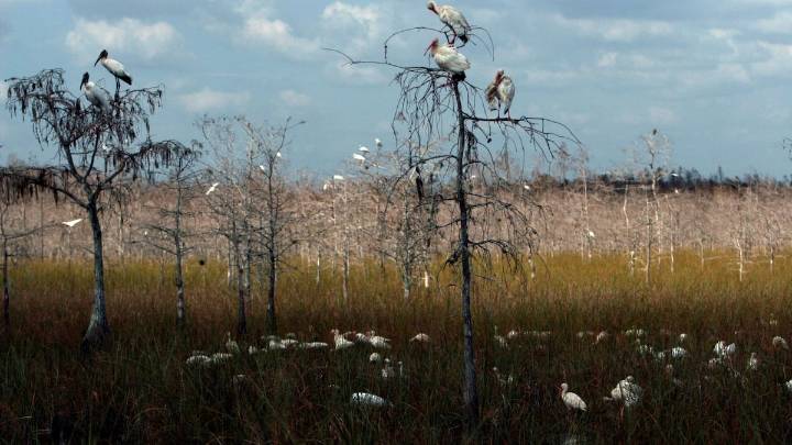 ‘Forever chemicals’ are new environmental threat for Florida’s Everglades