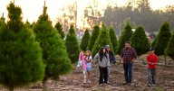 Holloway’s Christmas Tree Farm opens for the holiday season
