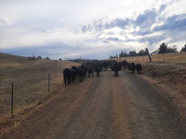 US ranchers whiplashed by Trump’s beef policies