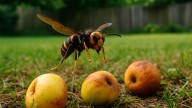 Ni se te ocurra hacer esto en tu jardín: los expertos dicen que atraerás a la avispa asiática sin remedio