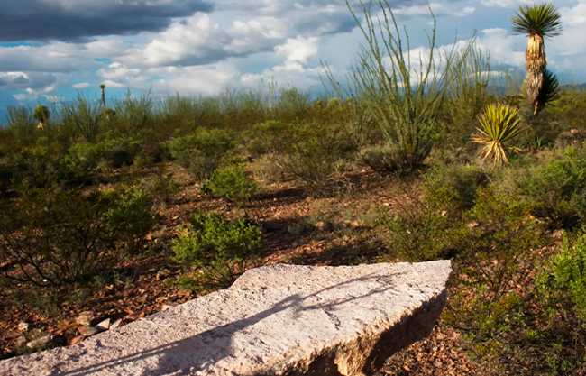 Lleva Mercedes Aqui a Wirikuta hasta el MET; expone su arte