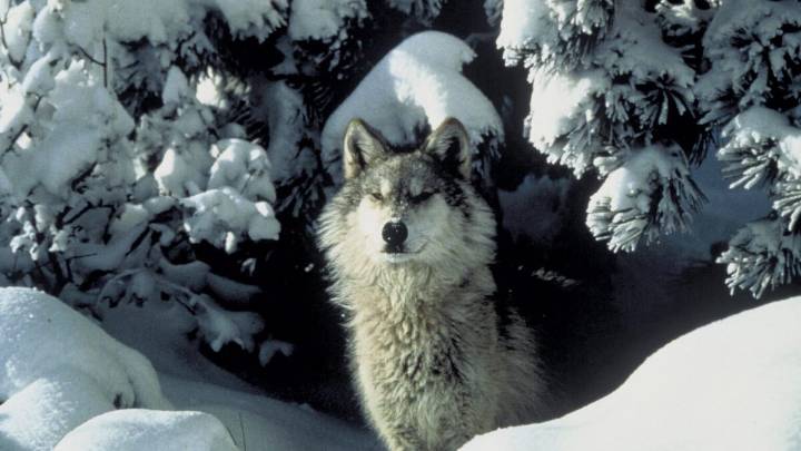 Idaho state officials say number of cattle, sheep killed by wolves is decreasing