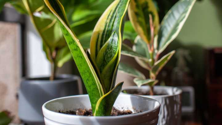 Double Your Snake Plant Collection With An Old Coffee Mug You Already Own