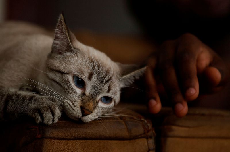 Elanco's drug gets emergency nod to treat deadly flesh