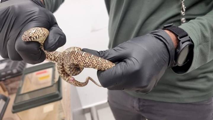 Man caught smuggling 186 exotic animals in suitcase at Tel Aviv airport, authorities say