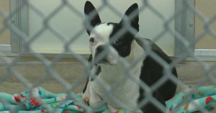 55 dogs rescued from hoarding situation in Lafayette County