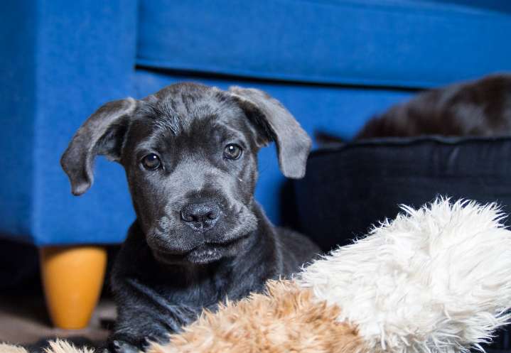 Ultimate Cane Corso Puppy Shopping List: Checklist of 24 Must