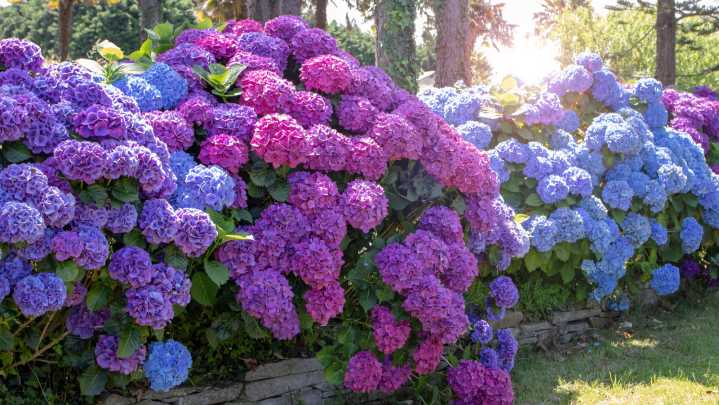 Over Hydrangeas? Plant This Low-Maintenance Alternative For Showy Spring Blooms