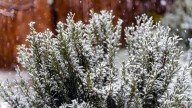 It's easy to overwinter rosemary — follow this simple 5