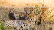India-born female cheetah gave birth to five cubs at Kuno National Park