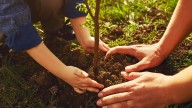 Columbia chosen for new Trees4SC! community forest initiative