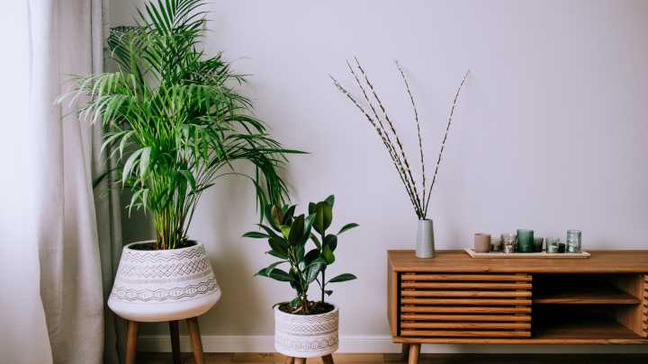 The Indoor Plant That Thrives Even Where There's Hardly Any Light