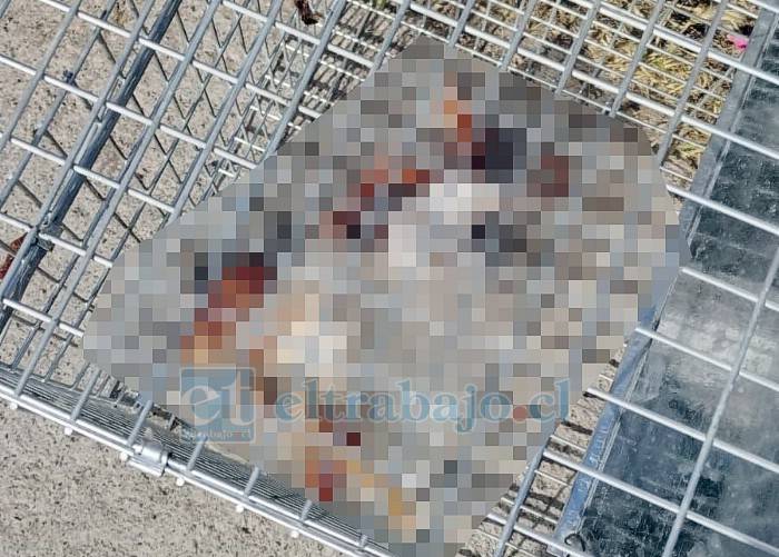 Detienen a venezolano acusado de cazar y sacrificar gatos en villa de Los Andes