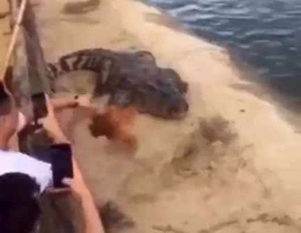 Viral video: Man drops rooster into crocodile enclosure; what happens next is insane!