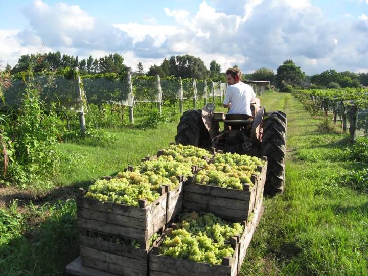 Luis Caputo habilita a empresas a solicitar online la apertura de mercados a productos agroindustriales