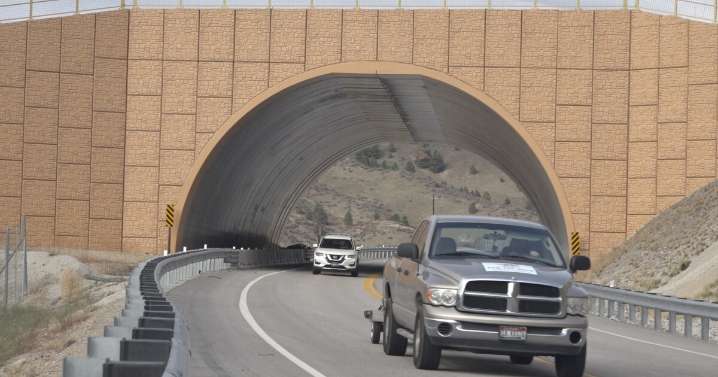 Wildlife overpass on Highway 21 continues to be a success for deer, elk and drivers